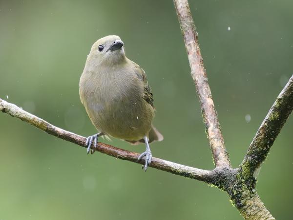 <h3><a href="/trips/costa-rica/biota/animalia/chordata/aves/040 passeriformes/127 thraupidae/thraupis palmarum/thraupis palmarum-nl.html">Thraupis&nbsp;palmarum</a> / Palm&nbsp;tanager / Palmtangare</h3>OM-1 Mark II met OLYMPUS M.150-400mm F4.5, 1/1600 sec  bij F4.5, ISO 10000, afstand 7.18&nbsp;m
